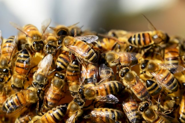 Blue Banded Bee or Pest? When to Call Bees Removal Melbourne Experts