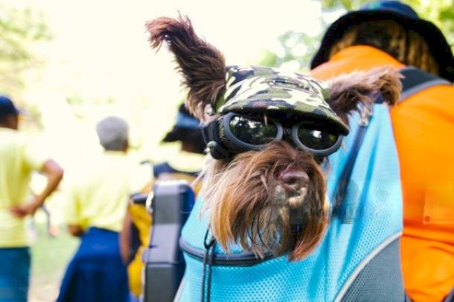 The Rising Popularity of Dog Sling Carriers Among Modern Pet Owners