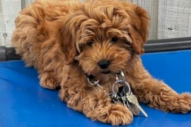 Tips for Leash Walking in Busy or Distracting Environments