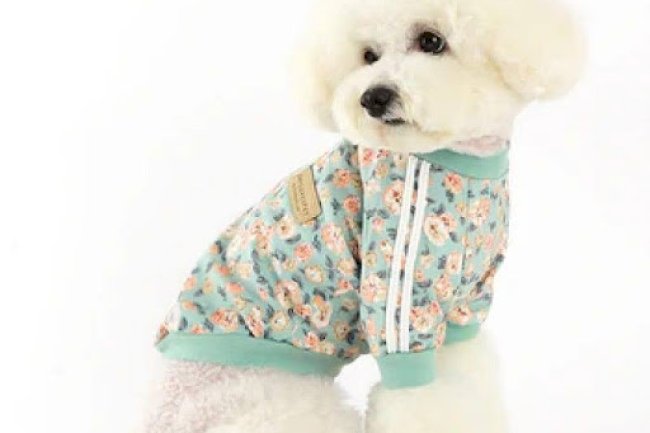 How to Choose the Right Pet Wear from a Reliable Pet Supplies Store