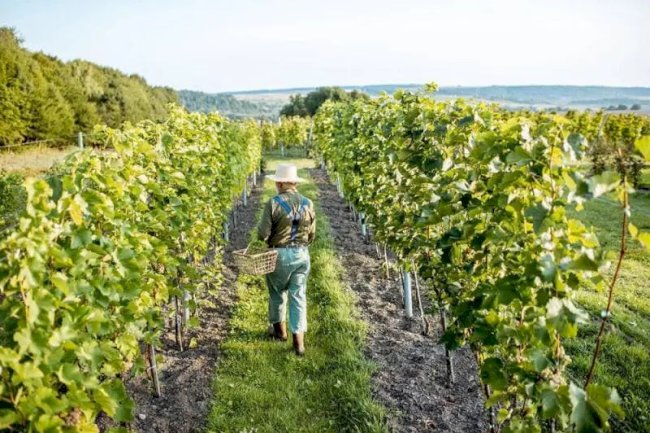 Luxury Wine Tour Limo Service in Washington DC