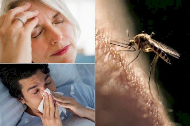 Top 10 Most Common Malaria Symptoms You Should Never Ignore