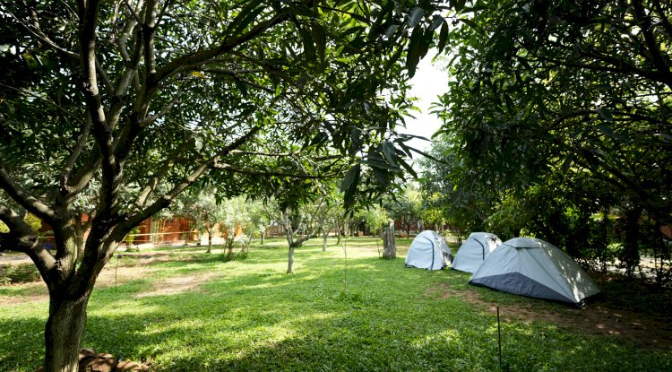 A Place Where Pets Are Family Too At Suggee Resort