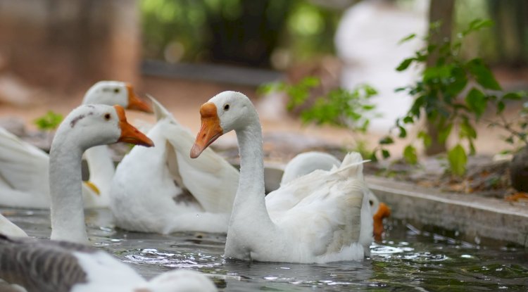 Nature’s Playground: Outdoor Joy for All Ages at Suggee Resort