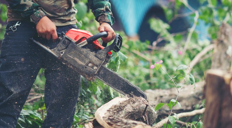 What To Do Immediately When A Massive Tree Is About To Fall Near You!