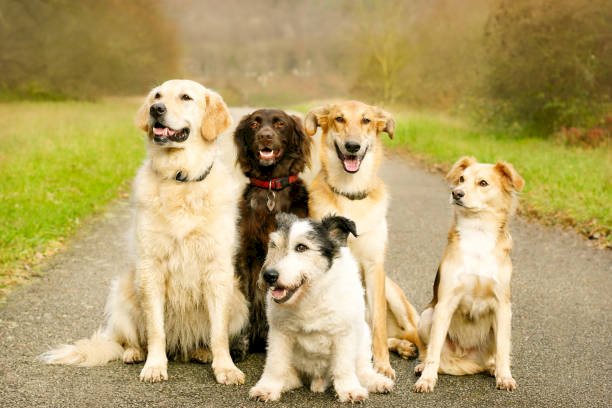 Most Loyal and Hardy Canadian Dog Breeds