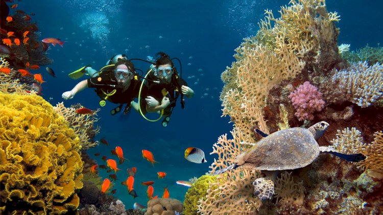 Scuba Diving in Dubai: Dive into the Depths of the Desert Jewel